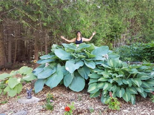 Можно ли сажать Хосту в октябре. Секреты выращивания хосты – посадка и уход, фото сортов