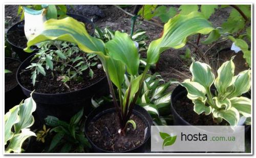 Хоста в горшке: личный опыт