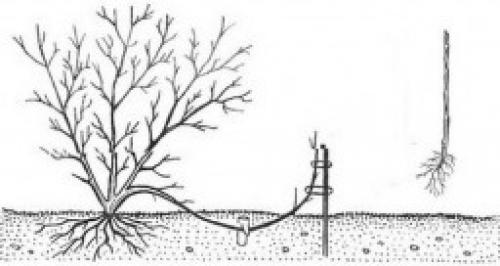 О размножении фундука для начинающих. Подбор сортов по региону 05 О размножении фундука для начинающих. Подбор сортов по региону 05