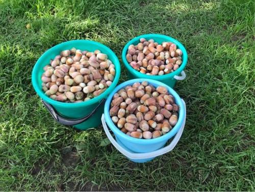 Фундук размножение отводками част.  Размножение фундука отводками