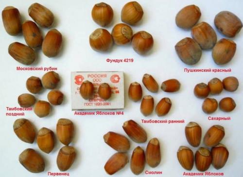 О размножении фундука для начинающих. Подбор сортов по региону