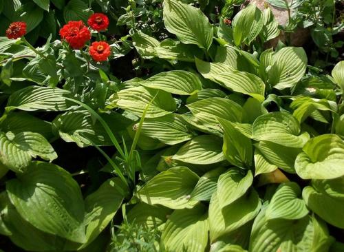 Когда сажать Хосту осенью. Правильная посадка растения Хоста