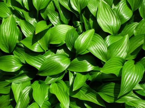 Когда сажать Хосту в открытый грунт. Когда сажают Хосту