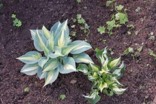 Посадка хосты летом. Особенности посадки цветка «Хоста»