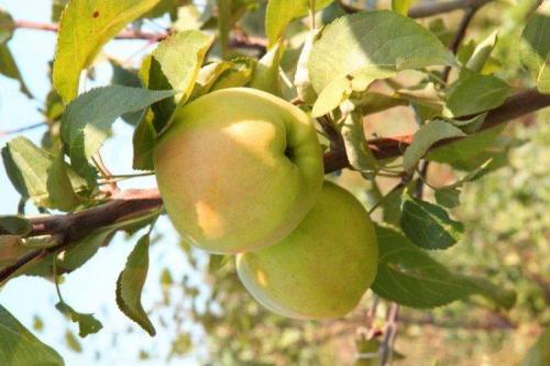 Самые вкусные сорта яблонь. Лучшие сорта яблок: фото, названия и описания (каталог)