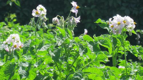 Как выращивать картофель семенной жуковский ранний 2кг. Применяемая агротехника