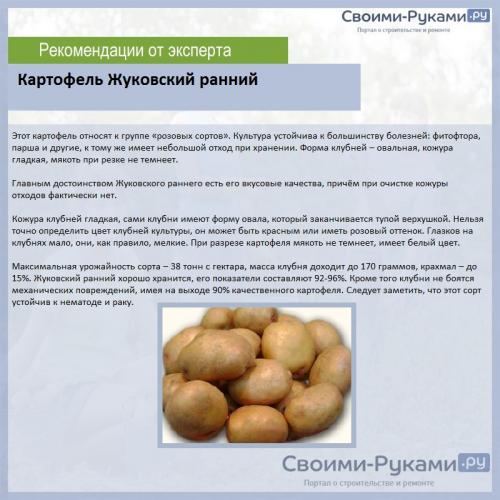 Картофель семенной жуковский ранний 2кг: характеристики и особенности 06