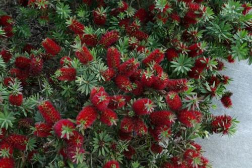 Какие кустарники растут в москве. Виды цветущих кустарников