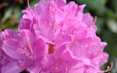 Самые неприхотливые кустарники для Подмосковья. 30 зимостойких многолетних цветущих кустарников для Подмосковья