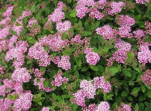 Какие кустарники растут в москве. Виды цветущих кустарников