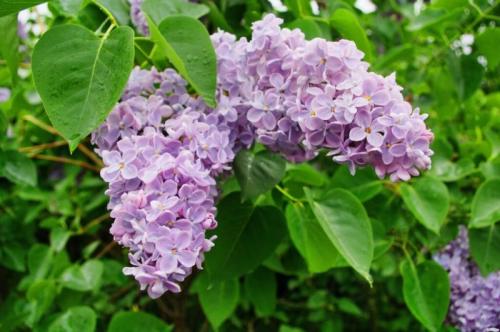 Самые неприхотливые кустарники для Подмосковья. 30 зимостойких многолетних цветущих кустарников для Подмосковья