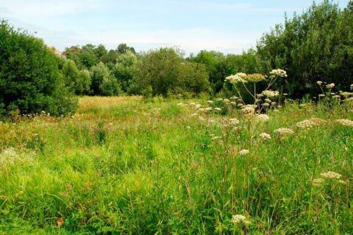 Деревья и кустарники Подмосковья. Растительный мир Московской области – список, характеристика и фото