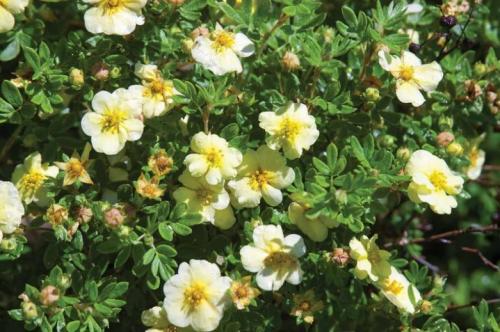 Какие кустарники растут в москве. Виды цветущих кустарников