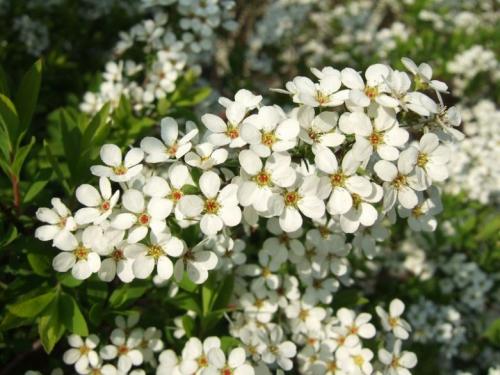 Какие кустарники растут в москве. Виды цветущих кустарников