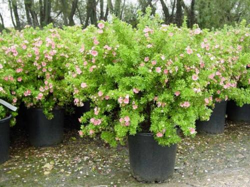 Какие кустарники растут в москве. Виды цветущих кустарников