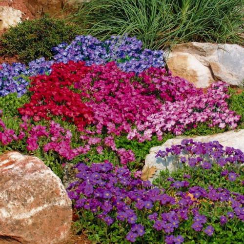 Многолетние почвопокровные растения для сада. Травянистые многолетники для открытых мест 04