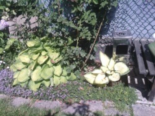 Многолетние почвопокровные растения для сада. Травянистые многолетники для открытых мест 02