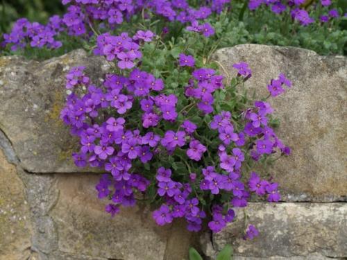 Многолетние почвопокровные растения для сада. Травянистые многолетники для открытых мест 03