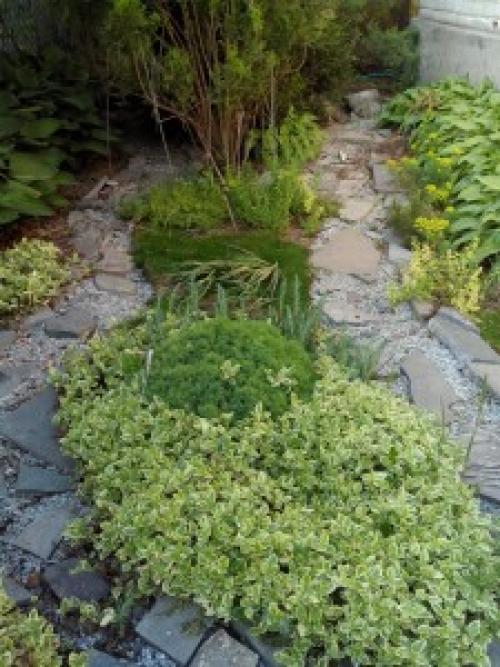 Многолетние почвопокровные растения для сада. Травянистые многолетники для открытых мест 05