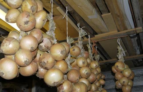 Когда убирать лук с грядки и как его правильно хранить зимой 01 Когда убирать лук с грядки и как его правильно хранить зимой 01