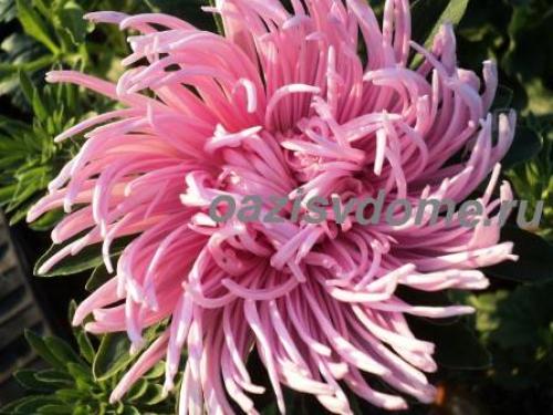 Какие сорта астр можно выращивать в контейнерах. Как вырастить астры?