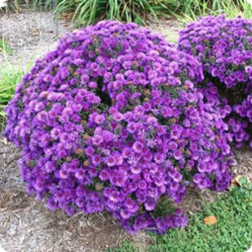 Как ухаживать за астрами в осеннем цветнике. МНОГОЛЕТНИЕ АСТРЫ: БИОЛОГИЧЕСКИЙ ПОРТРЕТ