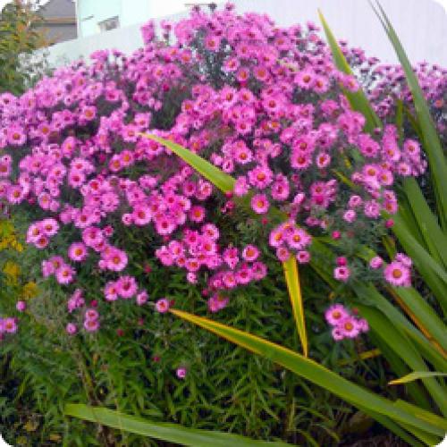 Как ухаживать за астрами в осеннем цветнике. МНОГОЛЕТНИЕ АСТРЫ: БИОЛОГИЧЕСКИЙ ПОРТРЕТ