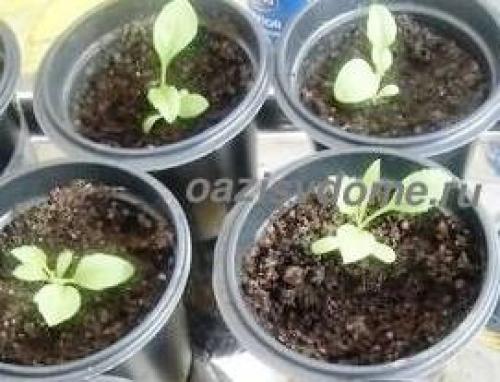 Какие сорта астр можно выращивать в контейнерах. Как вырастить астры?