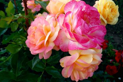 Популярные сорта роз.