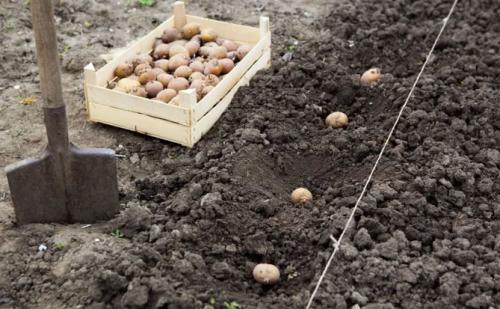 Картофель Адретта вкусовые качества. Описание сорта картофеля Адретта – характеристика, достоинства и недостатки, отзывы