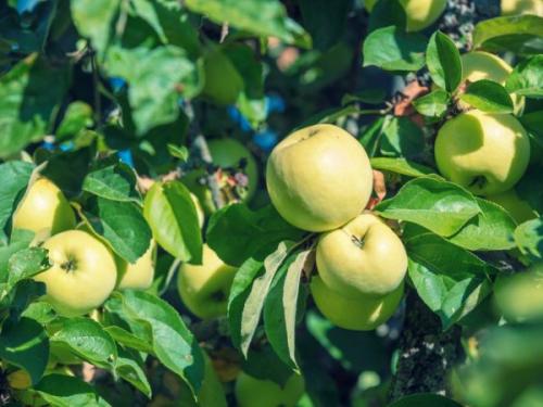 Антоновка красная. Характеристика