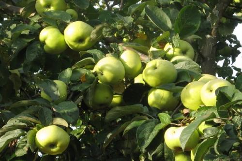 Описание яблоневого сорта Антоновка. Описание сорта Антоновка, его основные характеристики