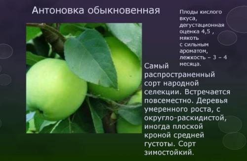 Антоновка десертная. Характеристика
