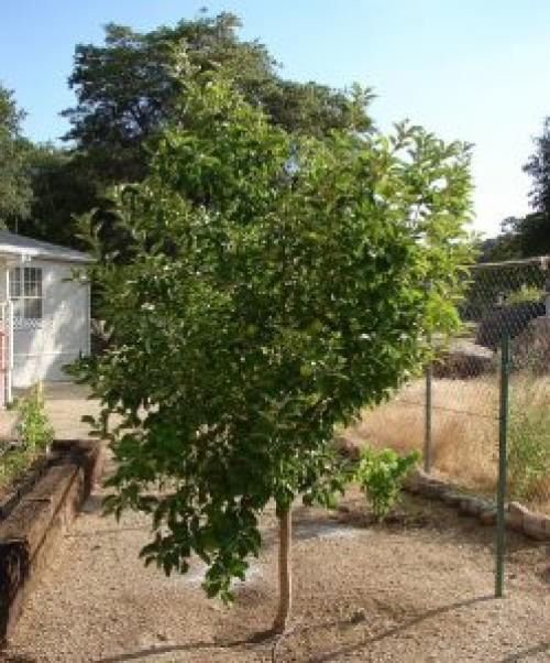 Яблоня Антоновка урожайность. Яблоня Антоновка белая: характеристики