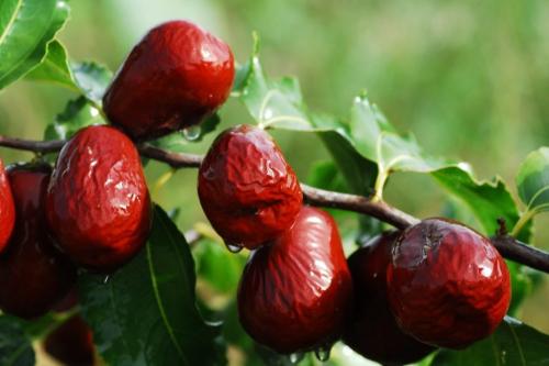 Зизифус или китайский финик унаби. Как и где растёт