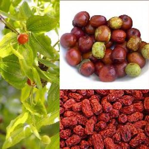 Зизифус или китайский финик унаби. Как и где растёт 03