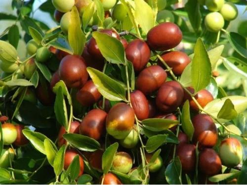 Фрукт унаби польза и вред. Что такое унаби?