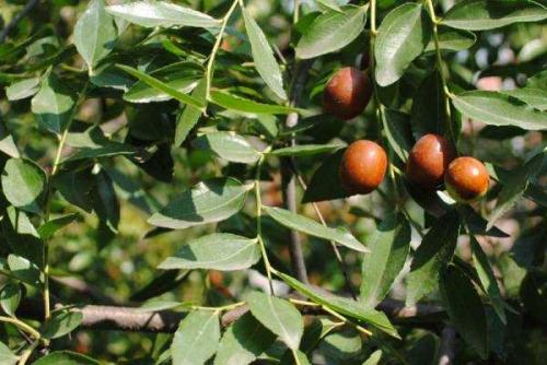 Зизифус или китайский финик унаби. Как и где растёт 10 Зизифус или китайский финик унаби. Как и где растёт 10