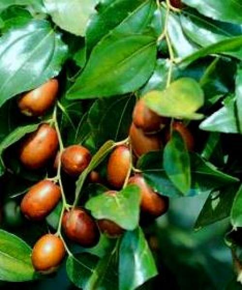 Зизифус или китайский финик унаби. Как и где растёт 02