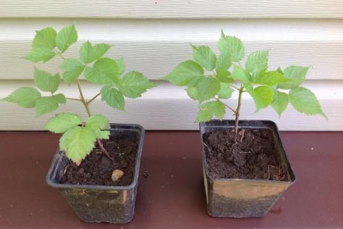 Что положить в лунку при посадке ежевики. Правила высадки ежевики в грунт и дальнейший уход