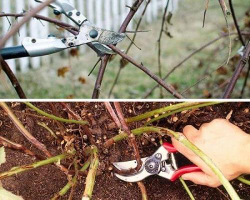 Ежевика уход обрезка. Для чего нужно обрезать садовую ежевику