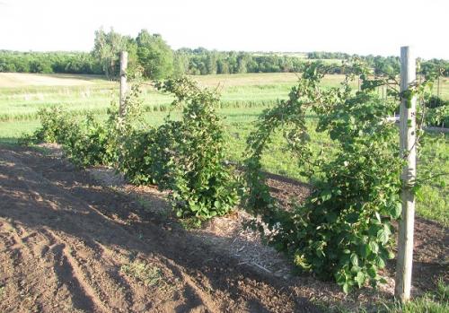 Посадка ежевики расстояние между кустами. На каком расстоянии сажать ежевику