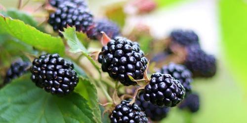 Что положить в лунку при посадке ежевики. Правила высадки ежевики в грунт и дальнейший уход