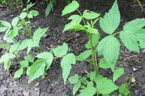 Что положить в лунку при посадке ежевики. Правила высадки ежевики в грунт и дальнейший уход