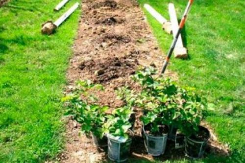 Что положить в лунку при посадке ежевики. Правила высадки ежевики в грунт и дальнейший уход