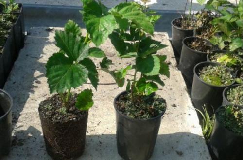 Ежевика посадка и уход в открытом грунте. Как выбрать саженец