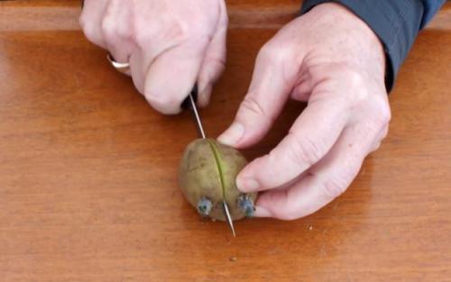 Быстрорастущий картофель: от закладки до урожая за рекордные сроки 04 Быстрорастущий картофель: от закладки до урожая за рекордные сроки 04