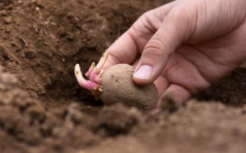 Быстрорастущий картофель: от закладки до урожая за рекордные сроки 05 Быстрорастущий картофель: от закладки до урожая за рекордные сроки 05