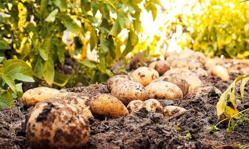 Какие удобрения лучше использовать для выращивания скороспелых сортов картофеля. Основные разновидности удобрений