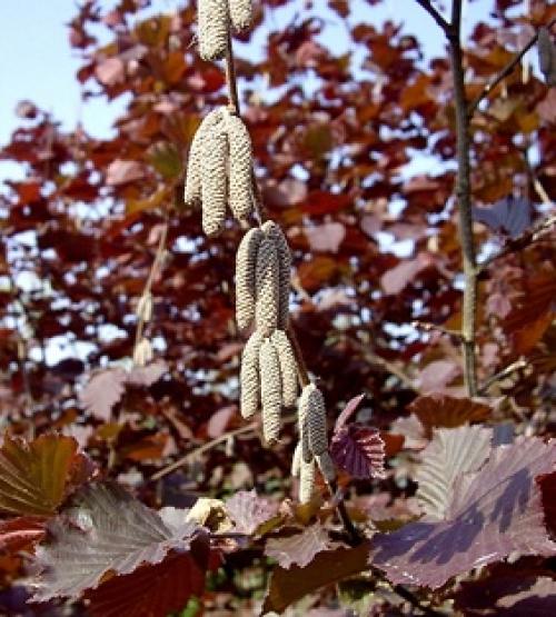 Выращивание фундука в Средней полосе России. Возможно ли выращивание фундука в Средней полосе России и в Подмосковье? Особенности посадки и ухода 09 Выращивание фундука в Средней полосе России. Возможно ли выращивание фундука в Средней полосе России и в Подмосковье? Особенности посадки и ухода 09